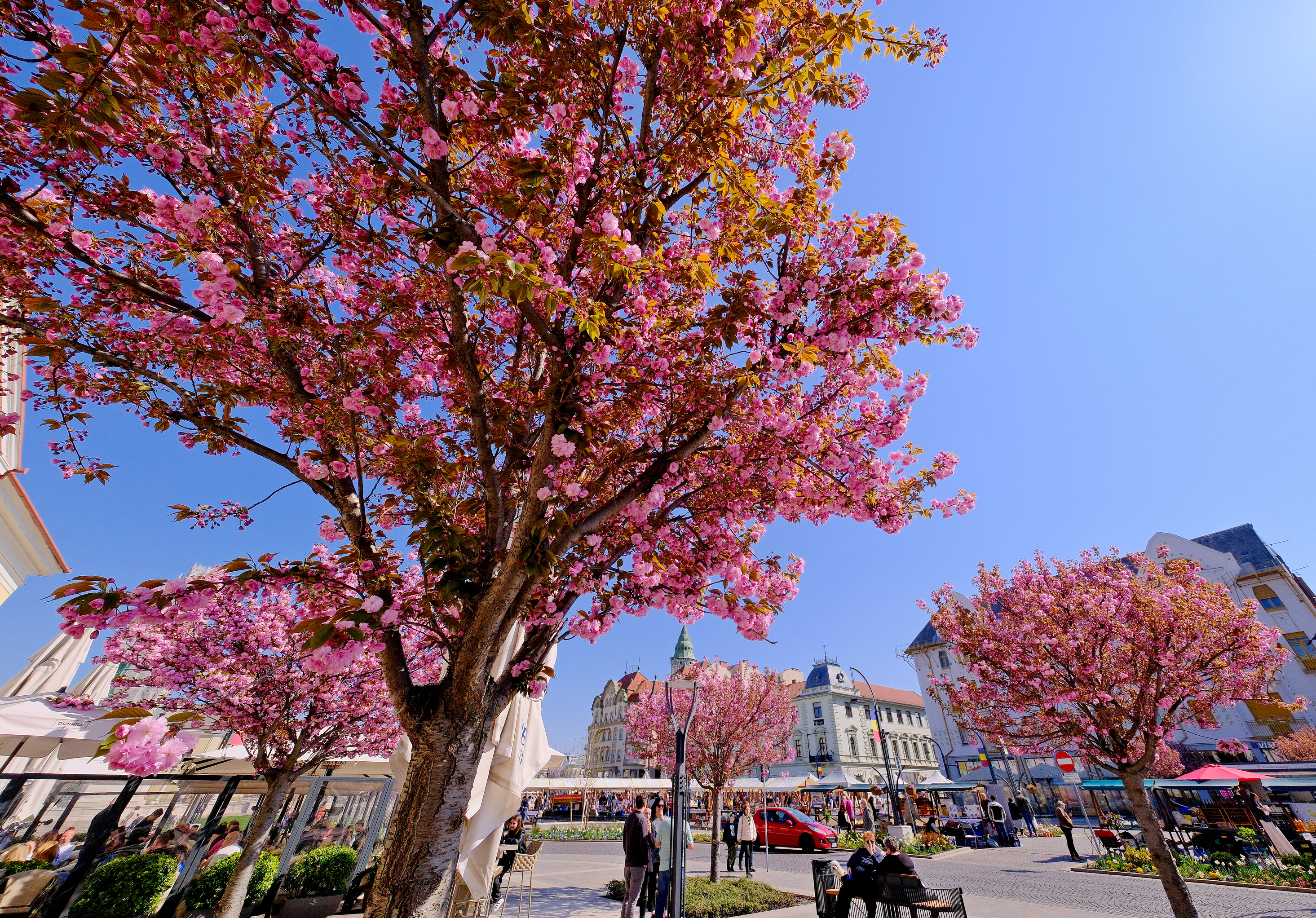 ciresi-japonezi-oradea-11