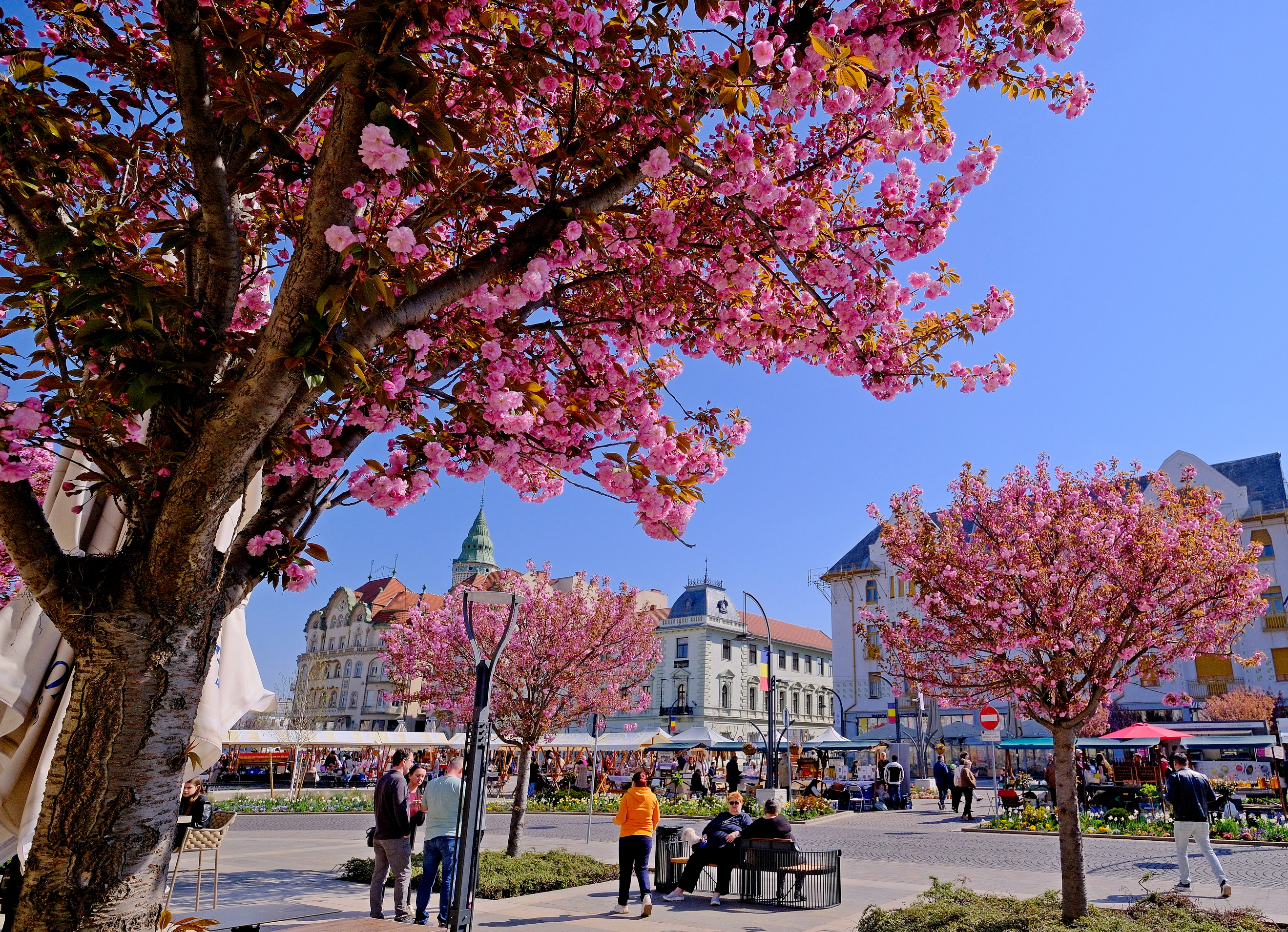 ciresi-japonezi-oradea-12