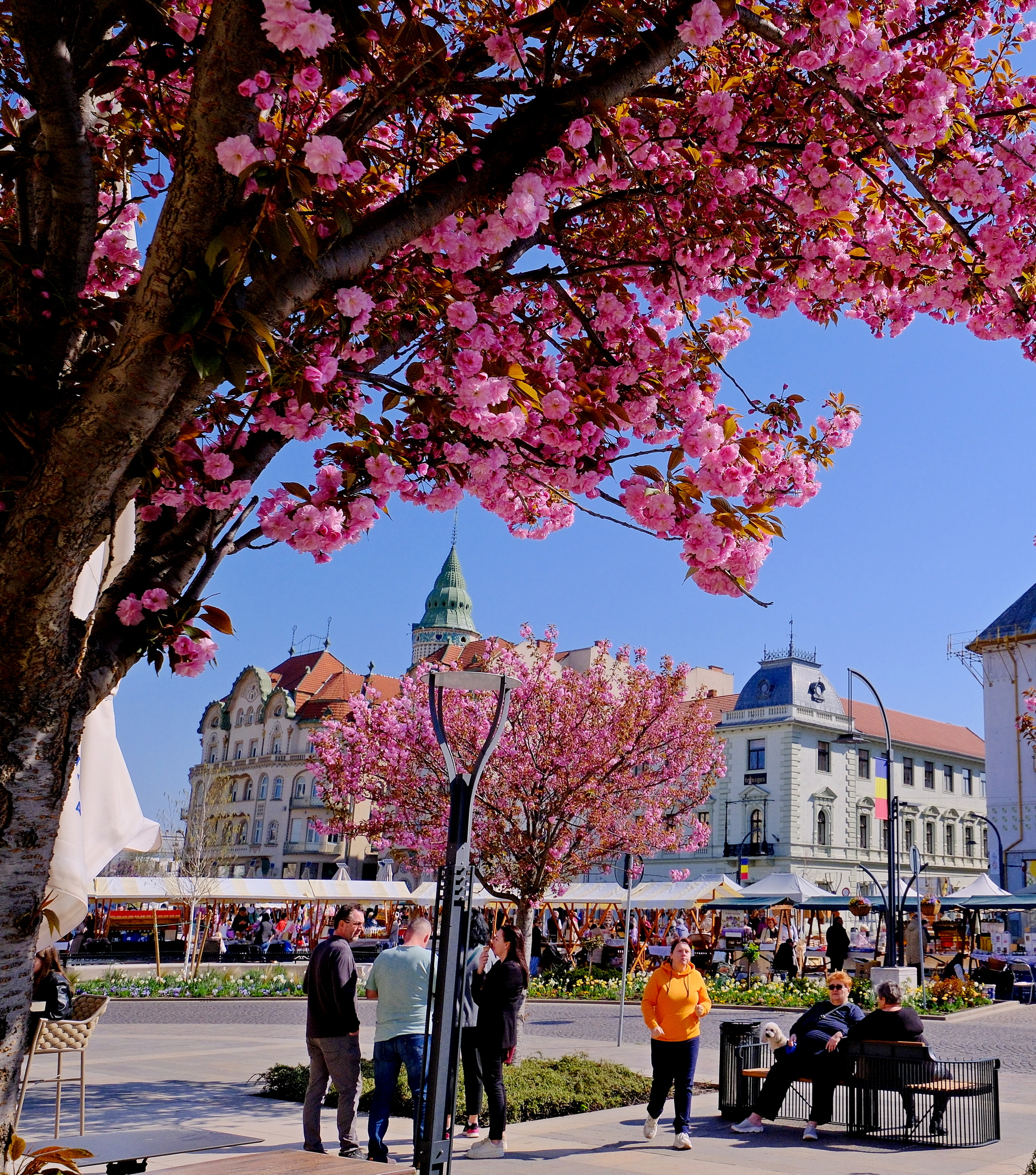 ciresi-japonezi-oradea-13