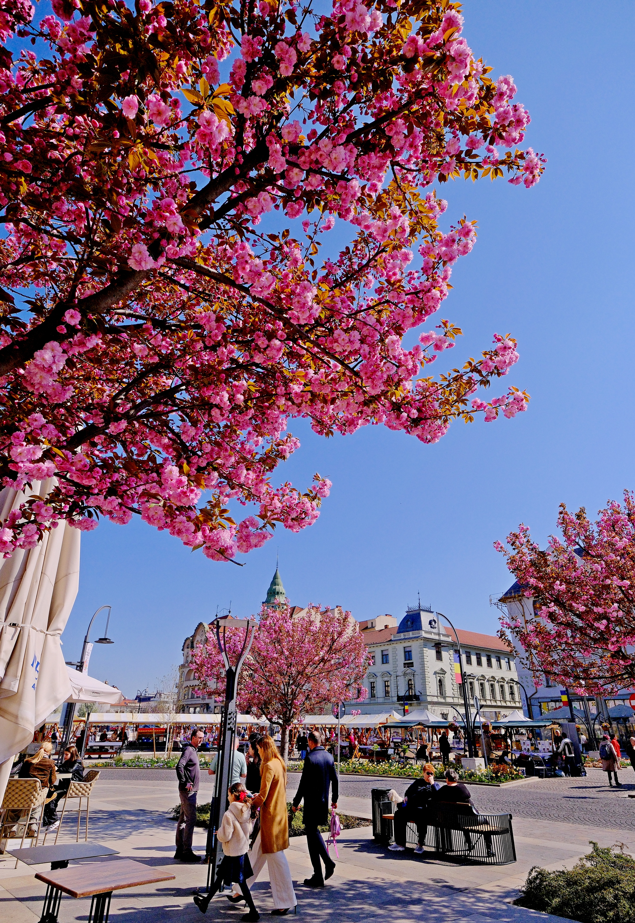 ciresi-japonezi-oradea-14