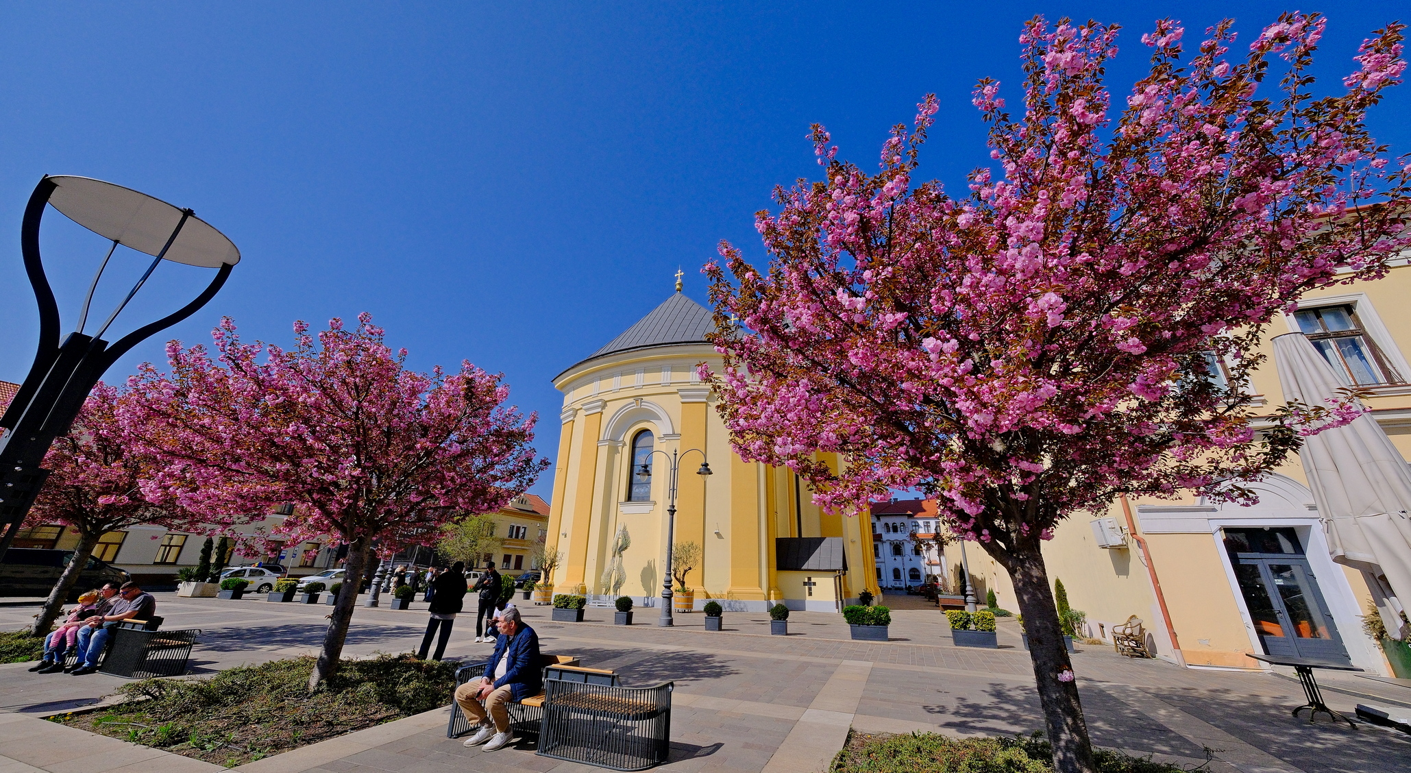 ciresi-japonezi-oradea-15