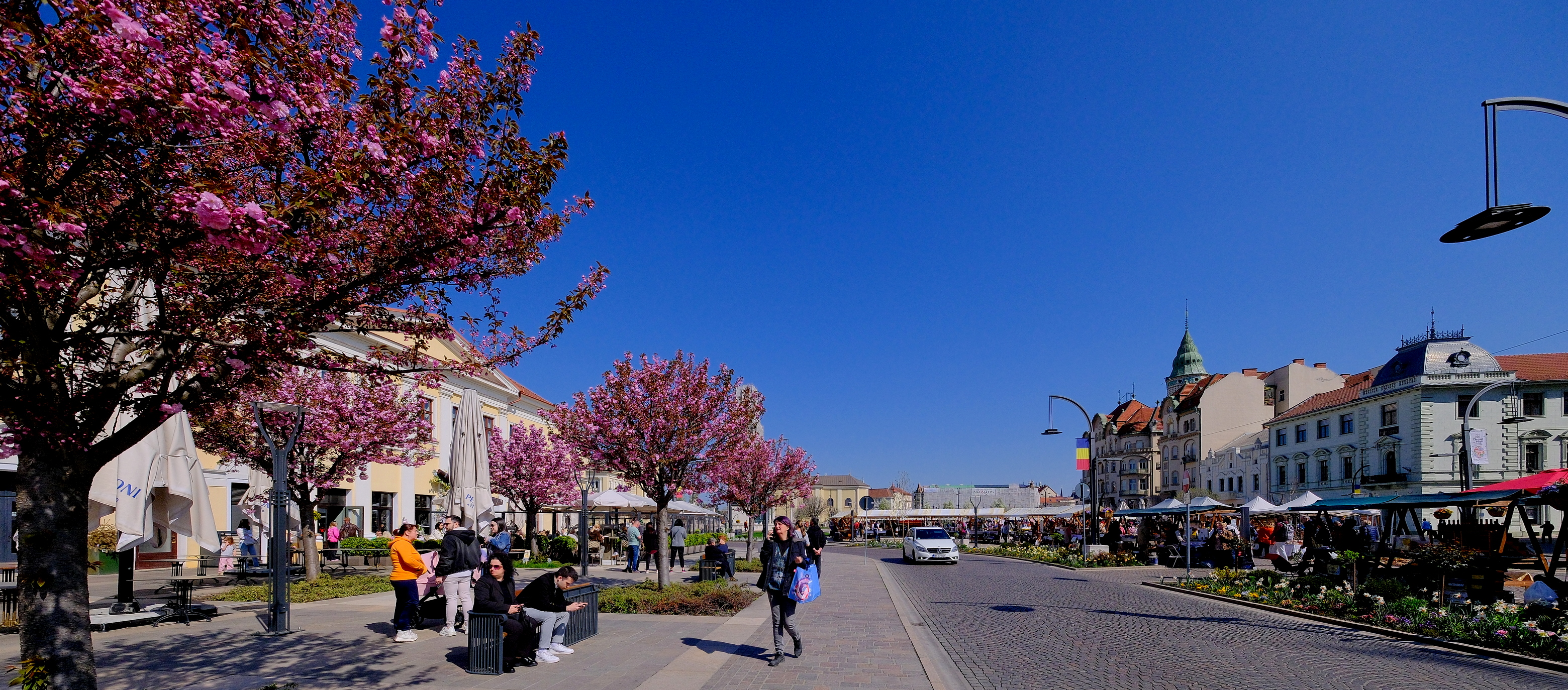 ciresi-japonezi-oradea-16