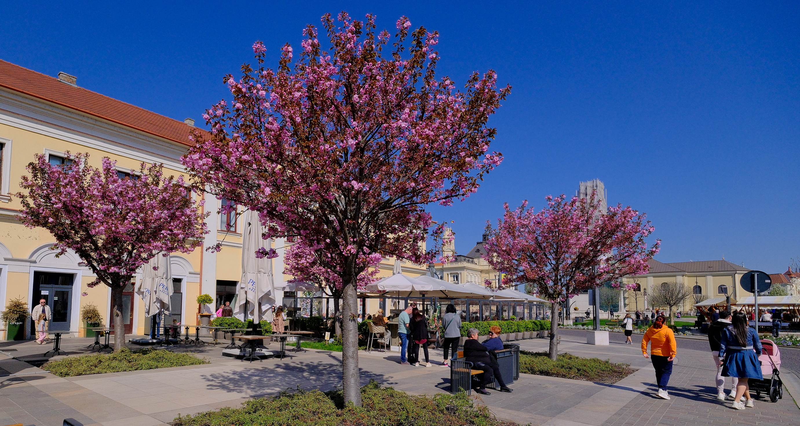 ciresi-japonezi-oradea-17