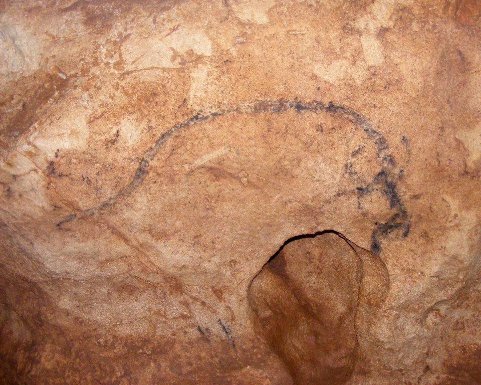 COLIBOAIA bizon Foto Valentin Alexandru RADU