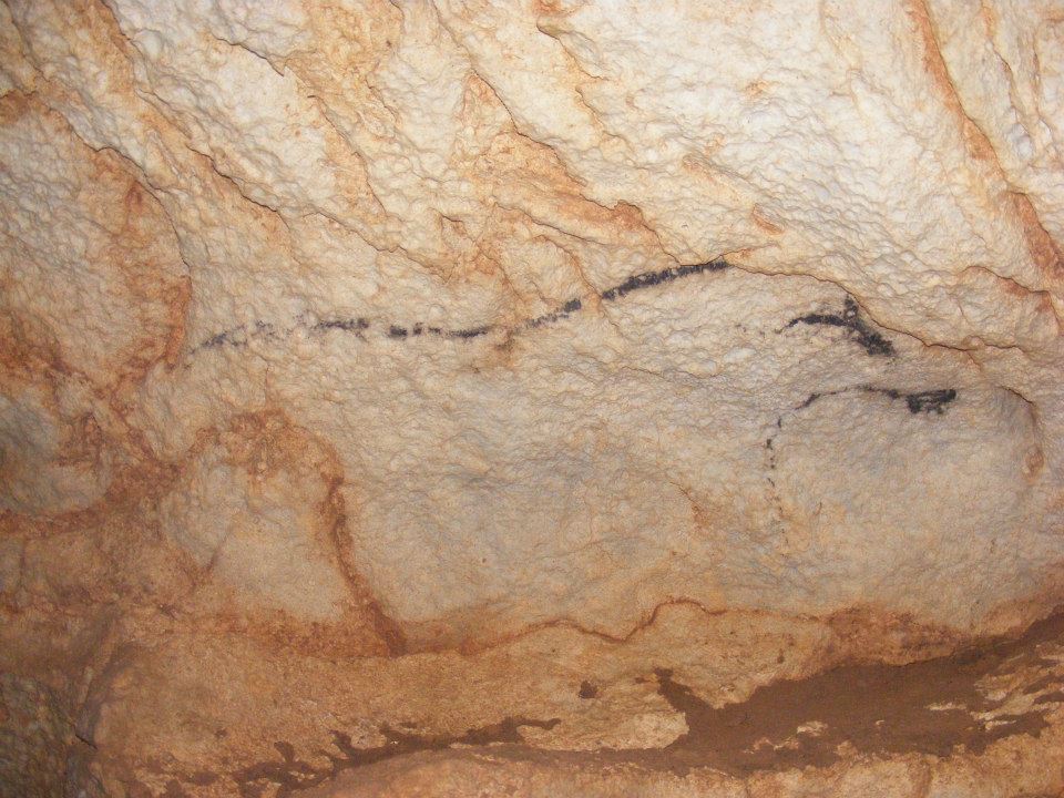 COLIBOAIA cal sau felină Foto Valentin Alexandru RADU