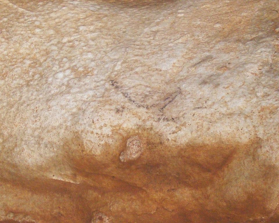 COLIBOAIA cap rinocer Foto Mihai BESESEK