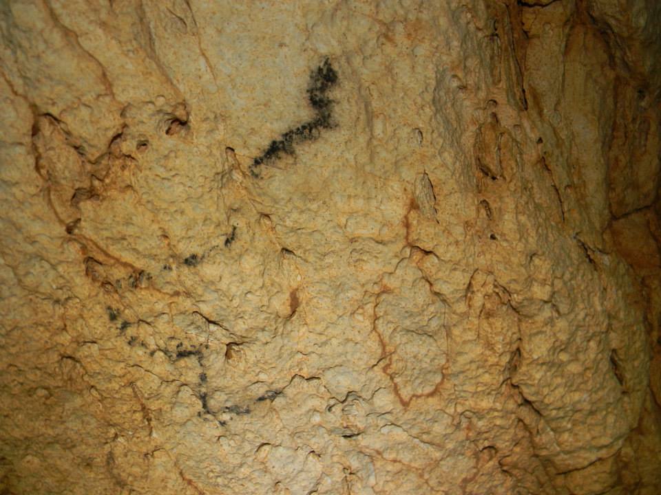 COLIBOAIA cap urs Foto Mihai BESESEK