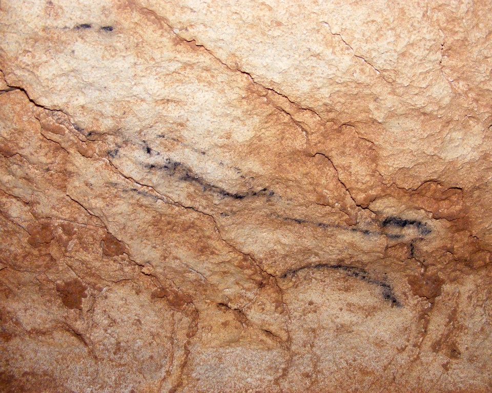 COLIBOAIA Foto Valentin Alexandru RADU1