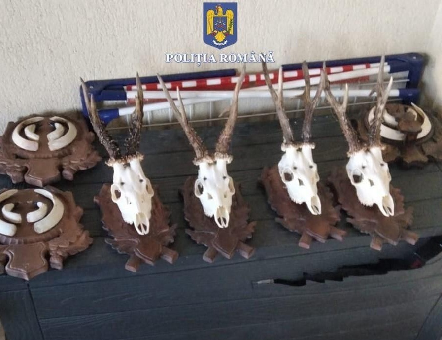 arme trofee percheziții Tinca septembrie 2023 (4)