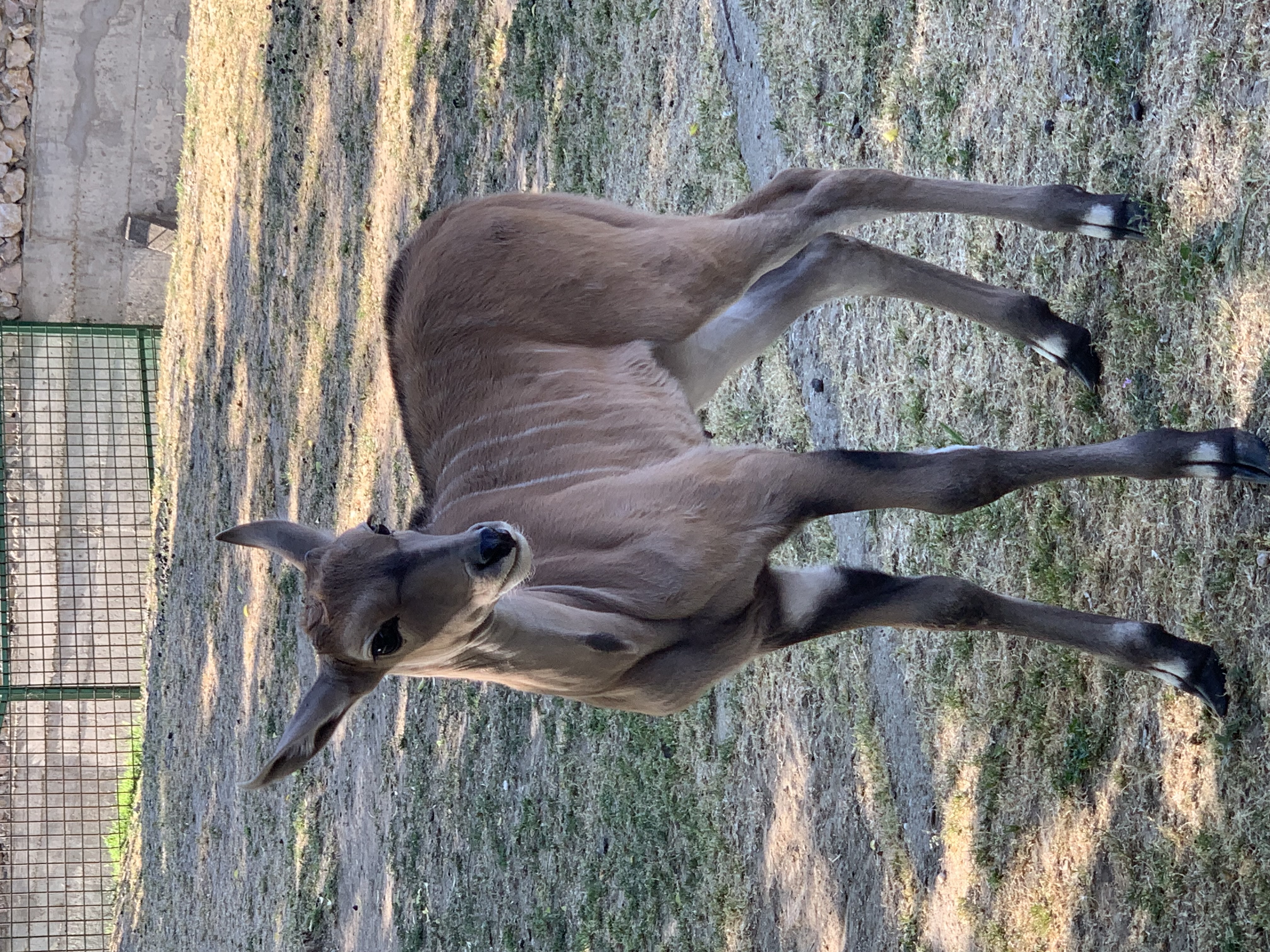 eland