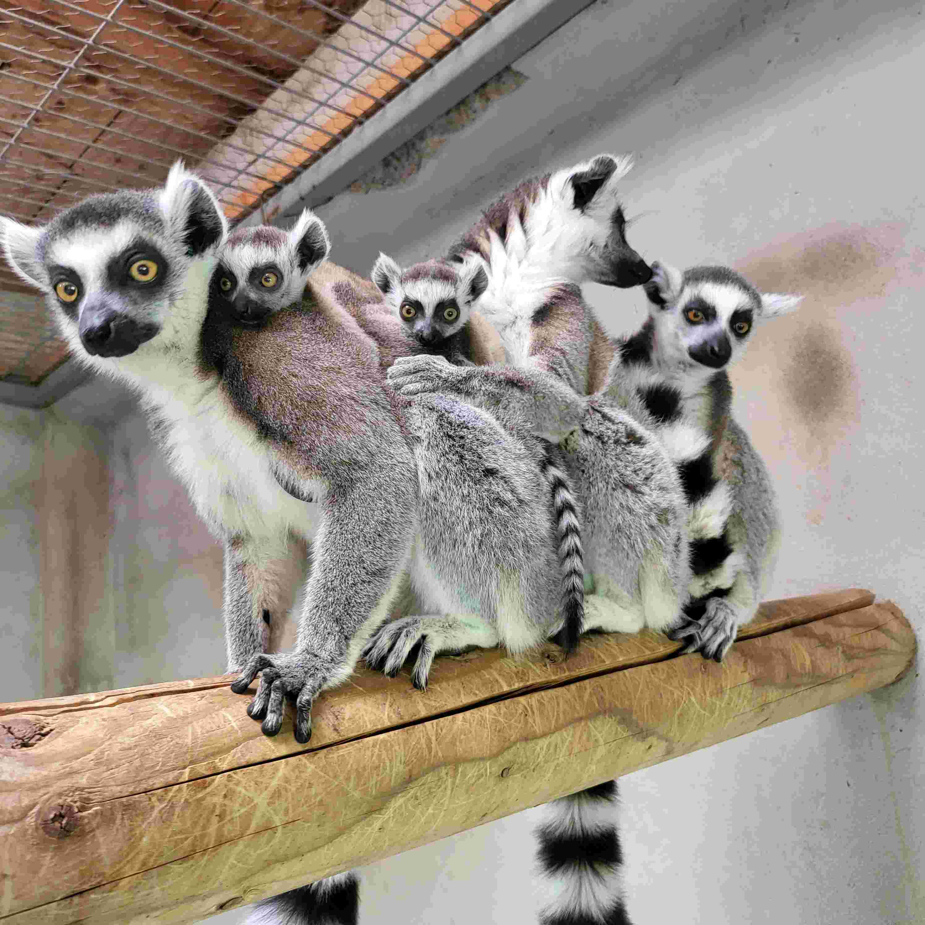 lemuri1
