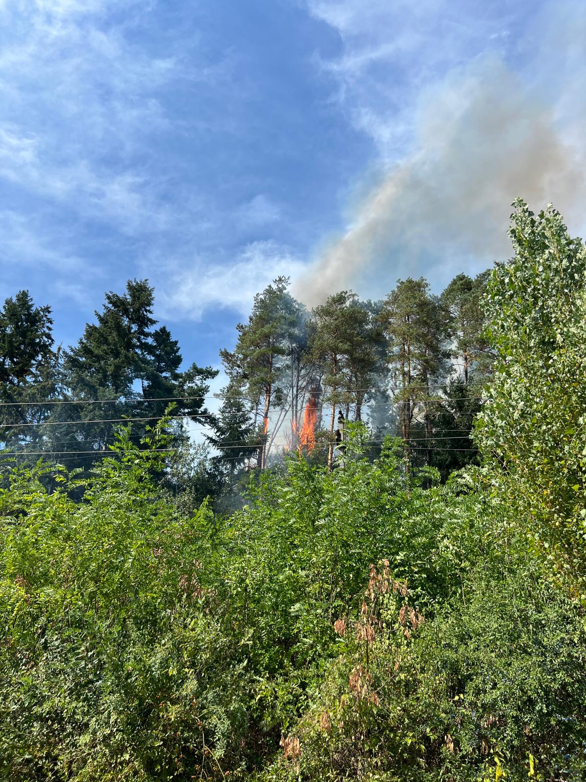 incendiu-vegetatie-bihor-pompieri-isu