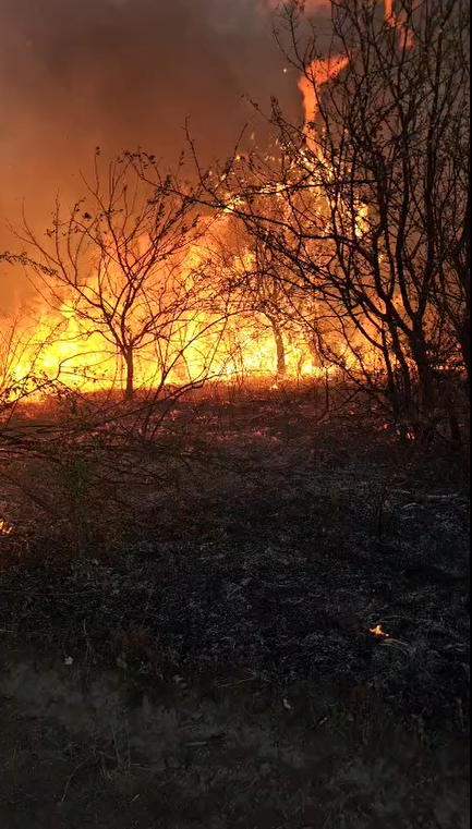 flacari-incendiu-vegetatie-captura-video