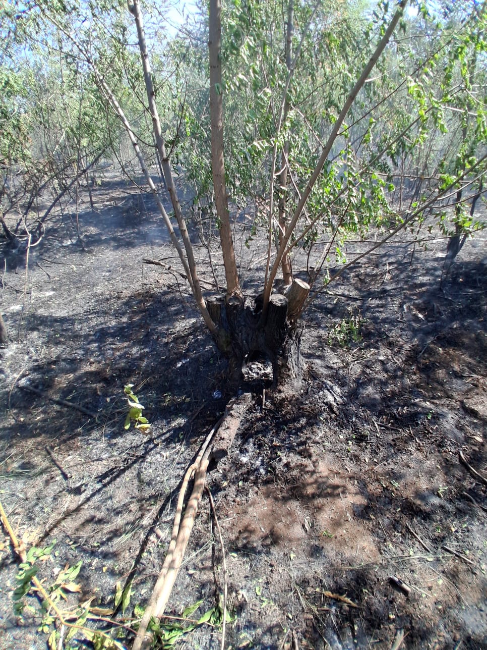 incendii (1)