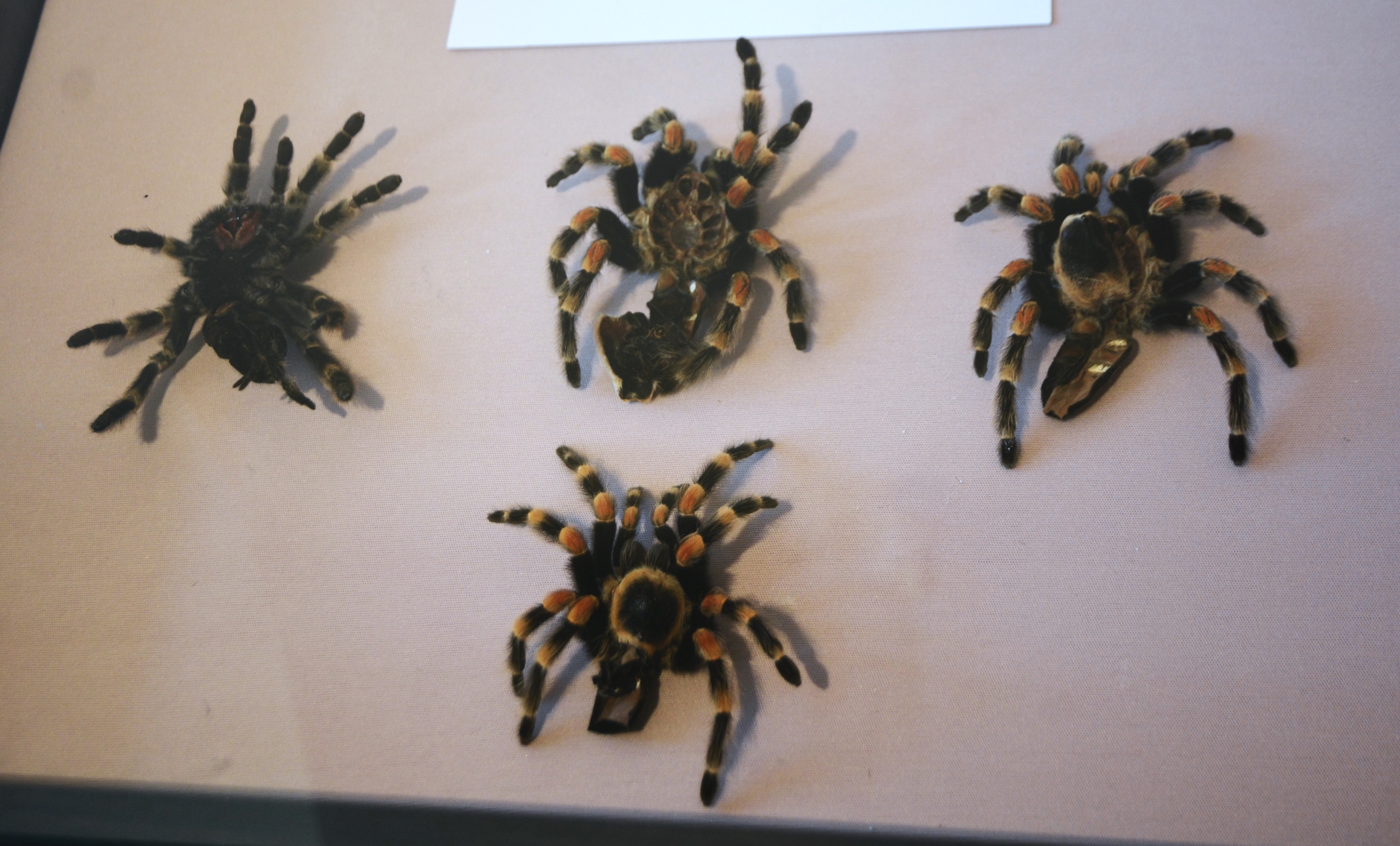 Expo Exuvii (1)