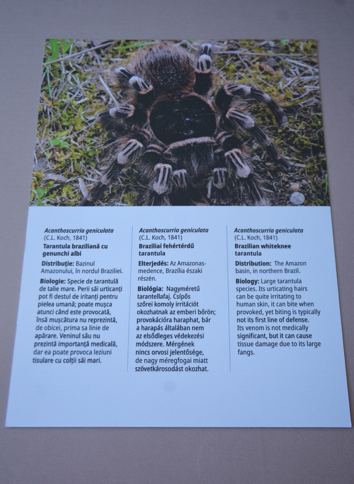Expo Exuvii (13)