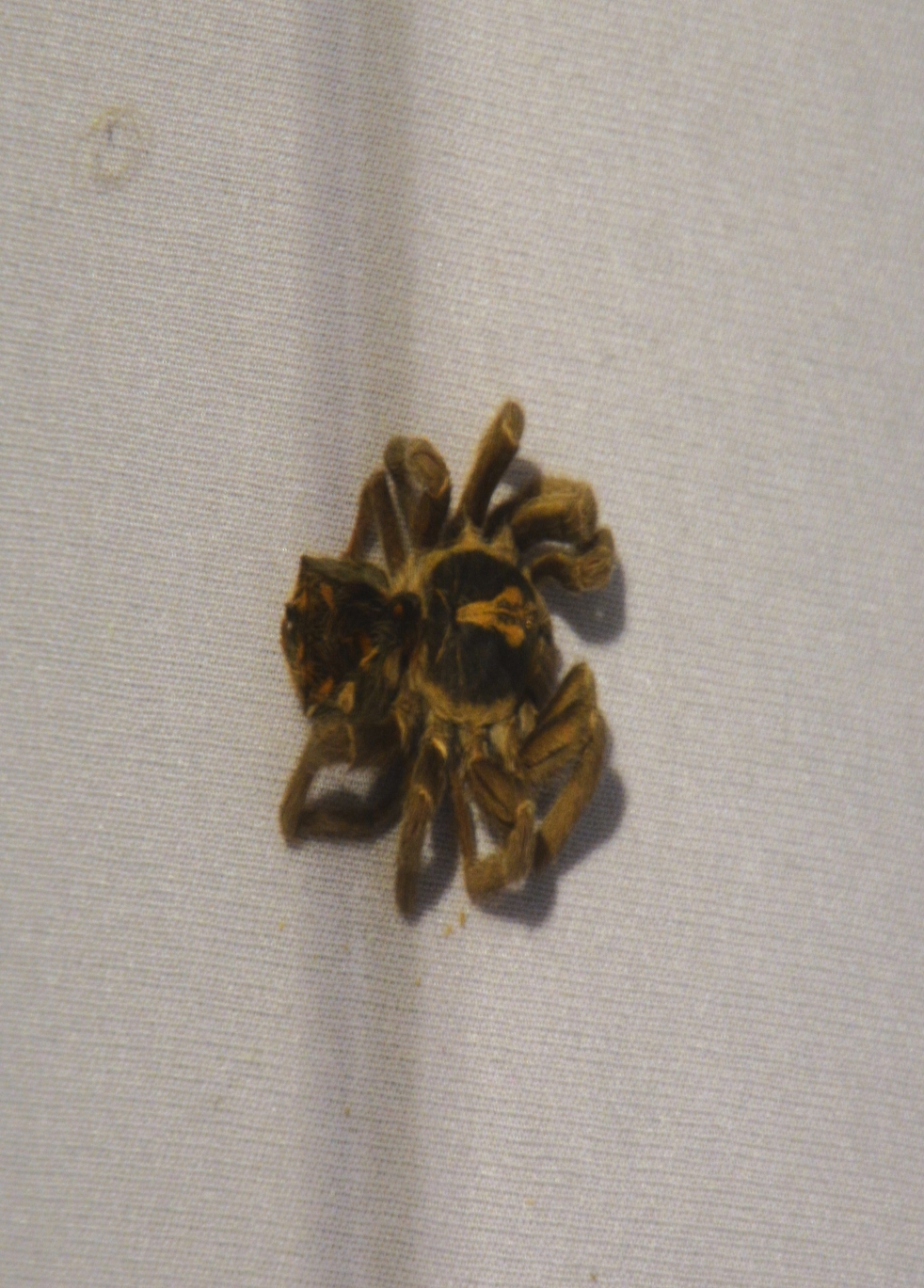 Expo Exuvii (17)